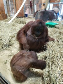 Great Ape House photo 5