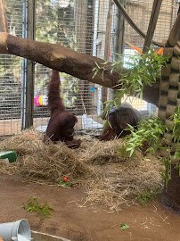Great Ape House photo 6