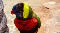 Lory Landing photo 2