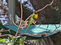Lory Landing photo 5
