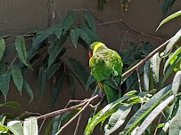 Lory Landing photo 6