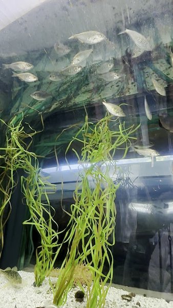 Breazeale Interpretive Center and Aquarium photo 2
