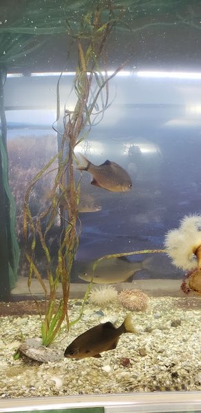 Breazeale Interpretive Center and Aquarium photo 3