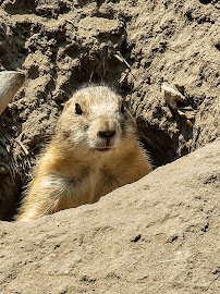Hutchinson Zoo photo 5