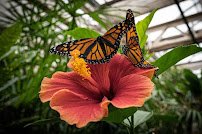 Butterfly Pavilion