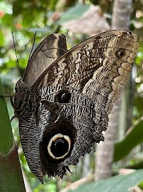 Butterfly Pavilion photo 3