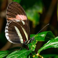 Butterfly Pavilion photo 4