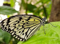 Butterfly Pavilion photo 5