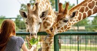 Aggieland Safari