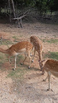 Aggieland Safari photo 2