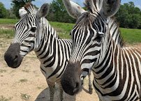Aggieland Safari photo 6