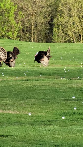 Laurel Golf Center photo 2