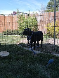 Petting Zoo 4U photo 2