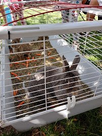 Petting Zoo 4U photo 3