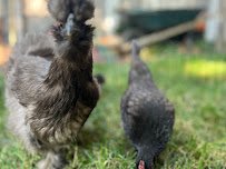 Petting Zoo 4U photo 4