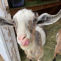 Petting Zoo 4U photo 5