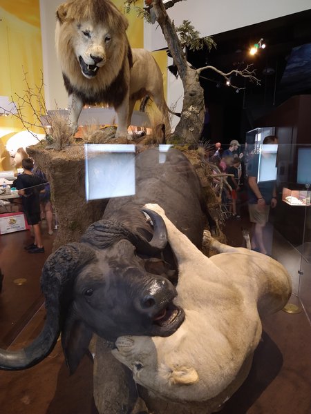 Virginia Museum of Natural History photo 6