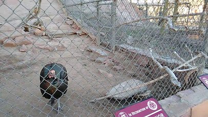 Navajo Nation Zoo photo 2