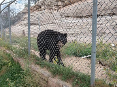 Navajo Nation Zoo photo 3