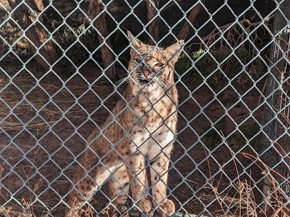 Navajo Nation Zoo photo 5