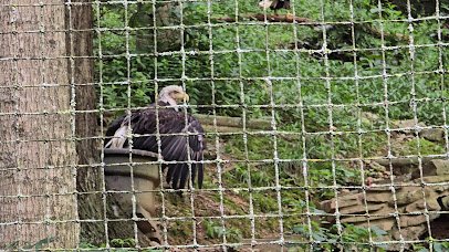 Eagle Mountain Sanctuary photo 2