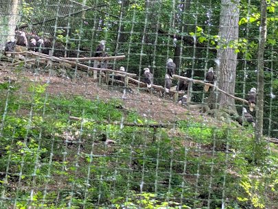 Eagle Mountain Sanctuary photo 3
