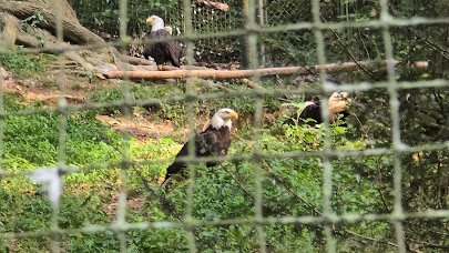 Eagle Mountain Sanctuary photo 6