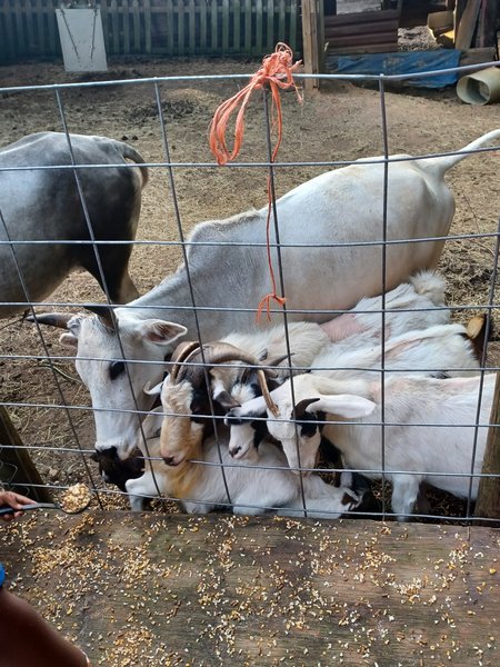 Big Boot Ranch Inc photo 5