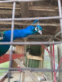 Little Falls Zoo photo 4