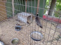 Little Falls Zoo photo 5