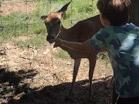 Little Falls Zoo photo 6