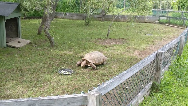 York's Wild Kingdom photo 2