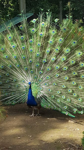 York's Wild Kingdom photo 3