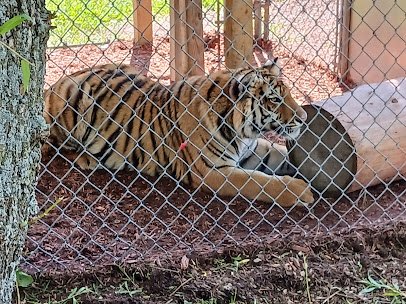 York's Wild Kingdom photo 4