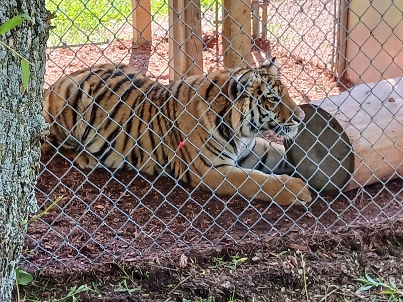 York's Wild Kingdom photo 4