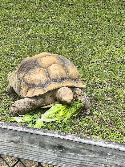 York's Wild Kingdom photo 5
