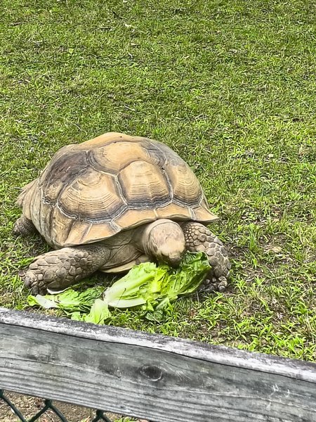 York's Wild Kingdom photo 5