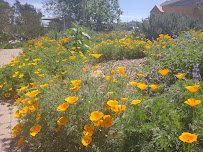 Manhattan Beach Botanical Garden photo 6