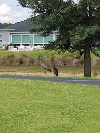 Fenney Putt and Play photo 4