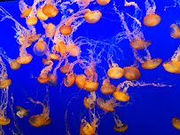 Monterey Bay Aquarium photo 4