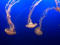 Monterey Bay Aquarium photo 5