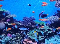 Monterey Bay Aquarium photo 6