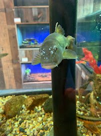 Swain County Aquarium photo 4