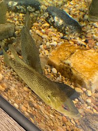 Swain County Aquarium photo 5