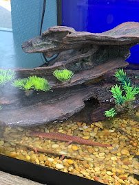Swain County Aquarium photo 6