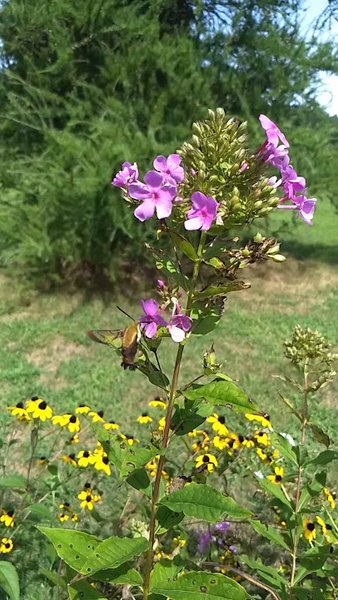 Leila Arboretum Society photo 2