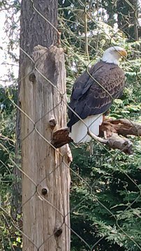 Northwest Trek Wildlife Park photo 2