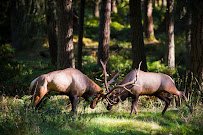 Northwest Trek Wildlife Park photo 4