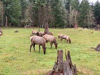 Northwest Trek Wildlife Park photo 5