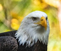 Northwest Trek Wildlife Park photo 6